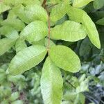 Schinus terebinthifolius List