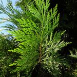 Calocedrus decurrens Leht