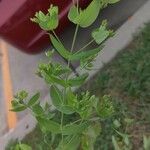 Hypericum mutilum Leaf