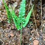 Lindsaea stricta Leaf