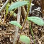 Campanula drabifolia Φύλλο