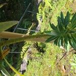 Euphorbia stygiana Corteza