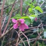 Rubus spectabilis Žiedas