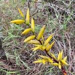 Tillandsia fendleri