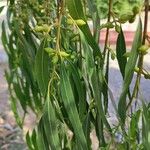 Eucalyptus viminalis Leaf