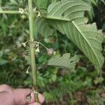 Siparuna thecaphora Fruit