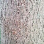 Backhousia citriodora 樹皮