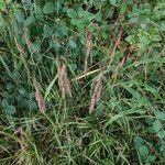 Bromus ramosus फल