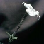 Nicotiana quadrivalvis Flor