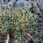 Ptilostemon hispanicus Leaf