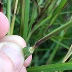 Dichanthium aristatum Fuelha