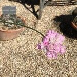 Armeria hispalensis Цветок