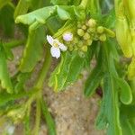 Cakile maritima その他の提案