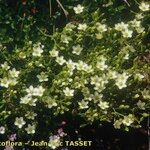 Minuartia cerastiifolia Yeri