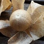 Nicandra physalodes Fruit