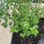 Ocimum americanum List