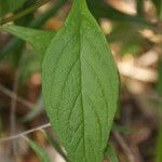 Matourea azurea Leaf