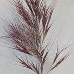 Bromus rubens Flower