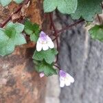 Cymbalaria muralis Flor