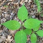 Collinsonia canadensis Hoja