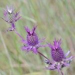 Eryngium leavenworthii Λουλούδι