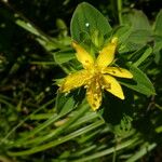 Hypericum tetrapterum Kwiat