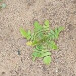 Brassica tournefortii Leaf