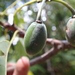 Elaeocarpus castaneifolius Fruto