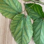 Alchornea cordifolia Leaf