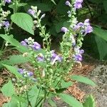 Scutellaria incana Blüte