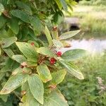 Lonicera tataricaФрукт