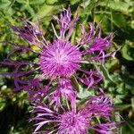 Centaurea unifloraКвітка