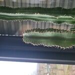 Euphorbia abyssinica Hoja