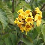 Markhamia tomentosa Blüte