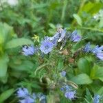 Echium vulgareFloare