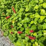 Acalypha herzogiana Агульны выгляд