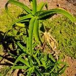 Aloe arborescens Hoja