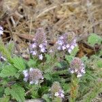 Verbena lasiostachys Yeri