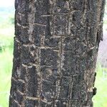 Cussonia arborea Bark