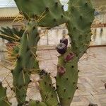 Opuntia dillenii Leaf