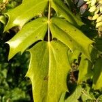 Berberis japonica पत्ता