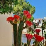 Echinopsis huascha Hábito