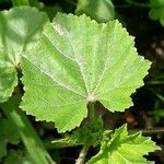 Malva pusilla Blad