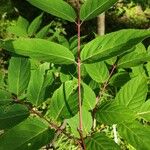 Tapiscia sinensis Leaf
