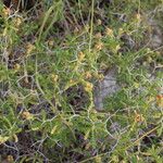 Sarcopoterium spinosum Likasa