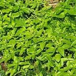 Mercurialis canariensis Fulla