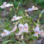 Penstemon laxiflorus Blomst