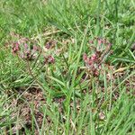 Plantago atrata Habitus