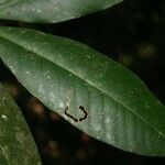 Bonafousia macrocalyx Folla