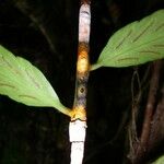 Asplenium juglandifolium 树皮